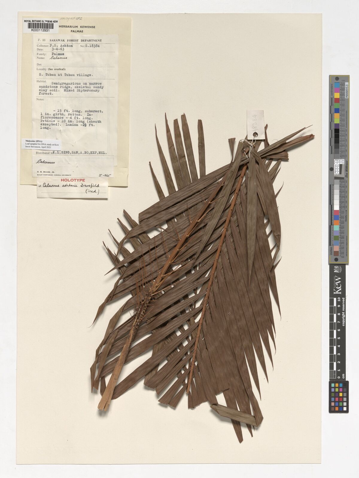 Kew Gardens K000112931:  Ashton, P.S. [S.18384] Malaysia