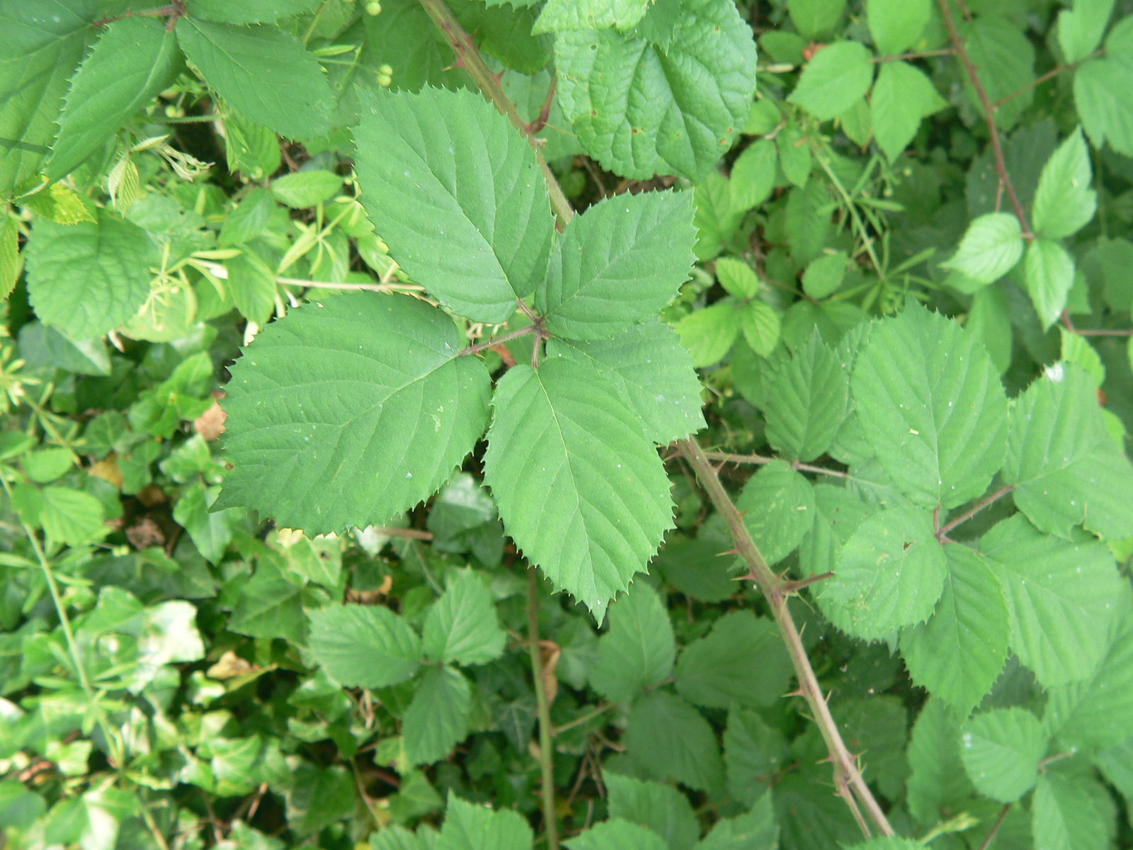 Rubus conspicuus P.J.Müll. ex Wirtg. | Plants of the World Online | Kew ...