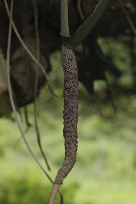 Anthurium Schott | Plants of the World Online | Kew Science