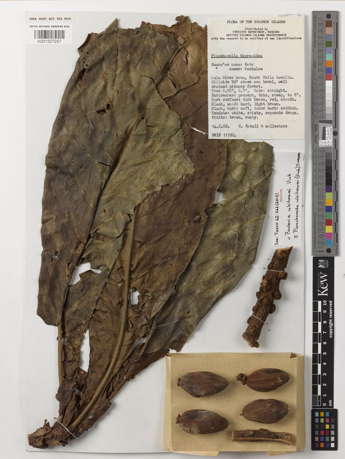 Kew Gardens K001327257:  Kotali, C. & collectors [BSIP 11182] Solomon Islands