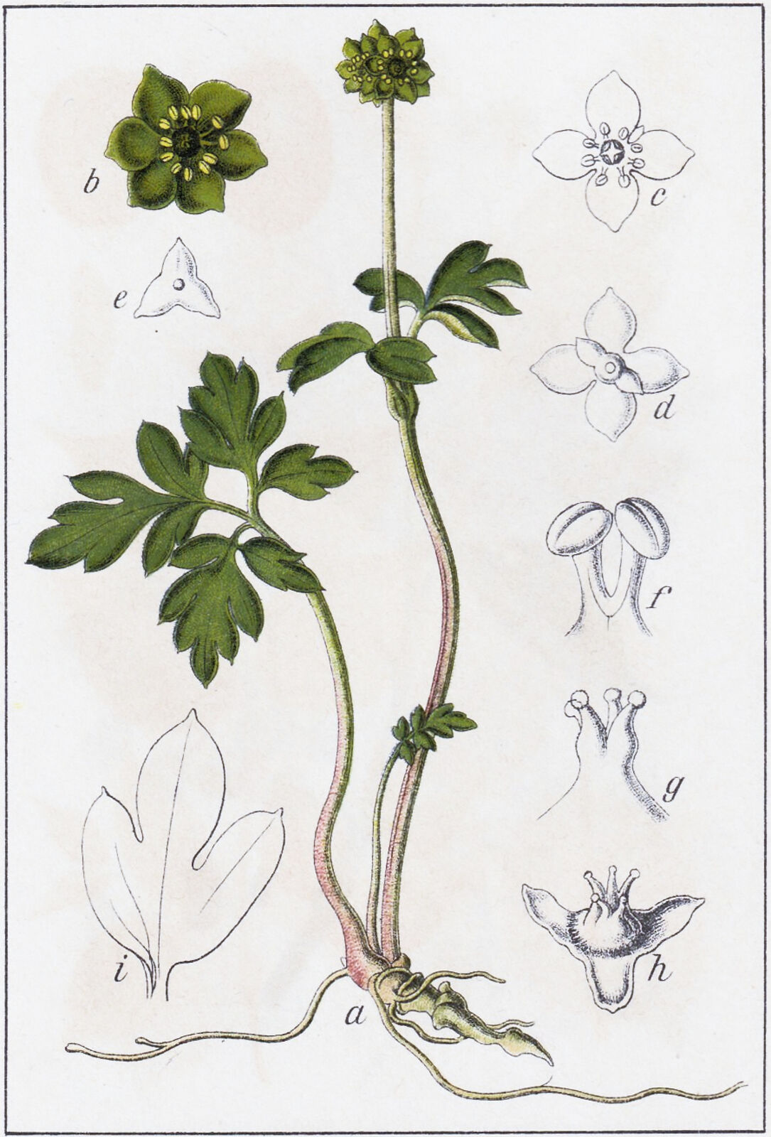 Adoxa L. | Plants of the World Online | Kew Science