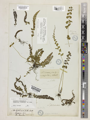 Kew Gardens K001089036:  Beechey, F.W. [s.n.] China