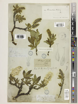 Kew Gardens K001079598:  s.coll. [s.n.]