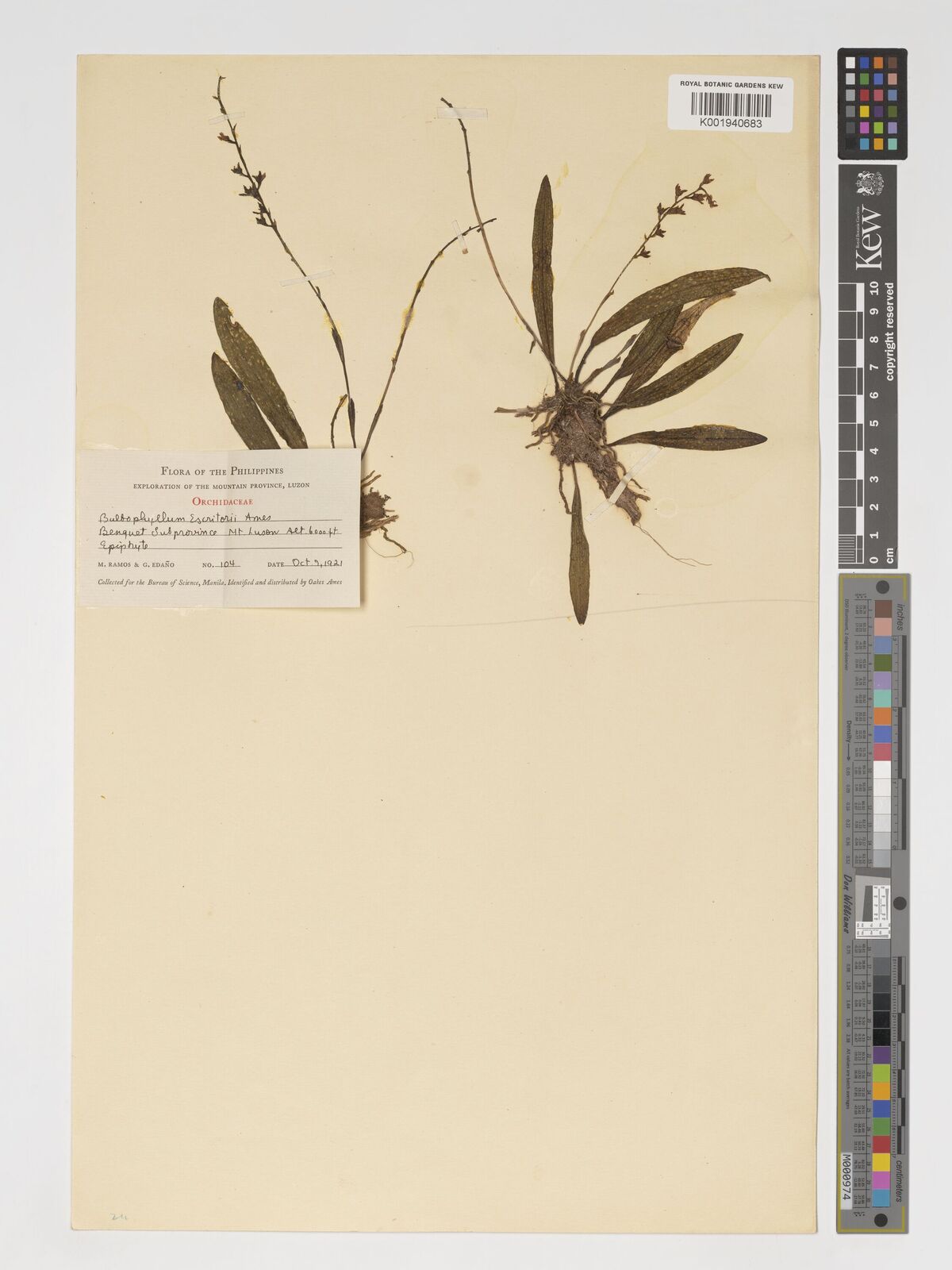 Bulbophyllum escritorii