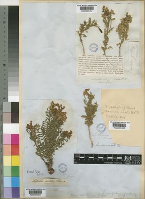 Kew Gardens K000393454:  Drege [s.n.] South Africa