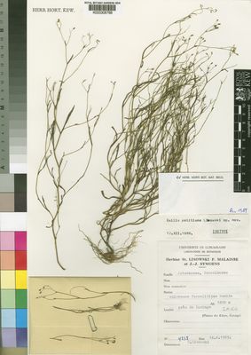 Kew Gardens K000306788:  Lisowski, S. [4238] Congo, Democratic Republic of the