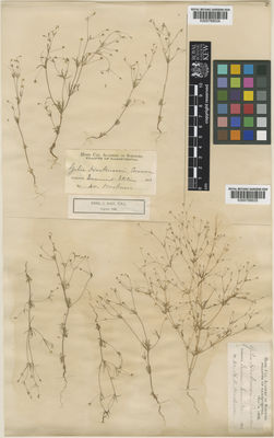 Kew Gardens K000769035:  Harkness, H.W. [s.n.] United States
