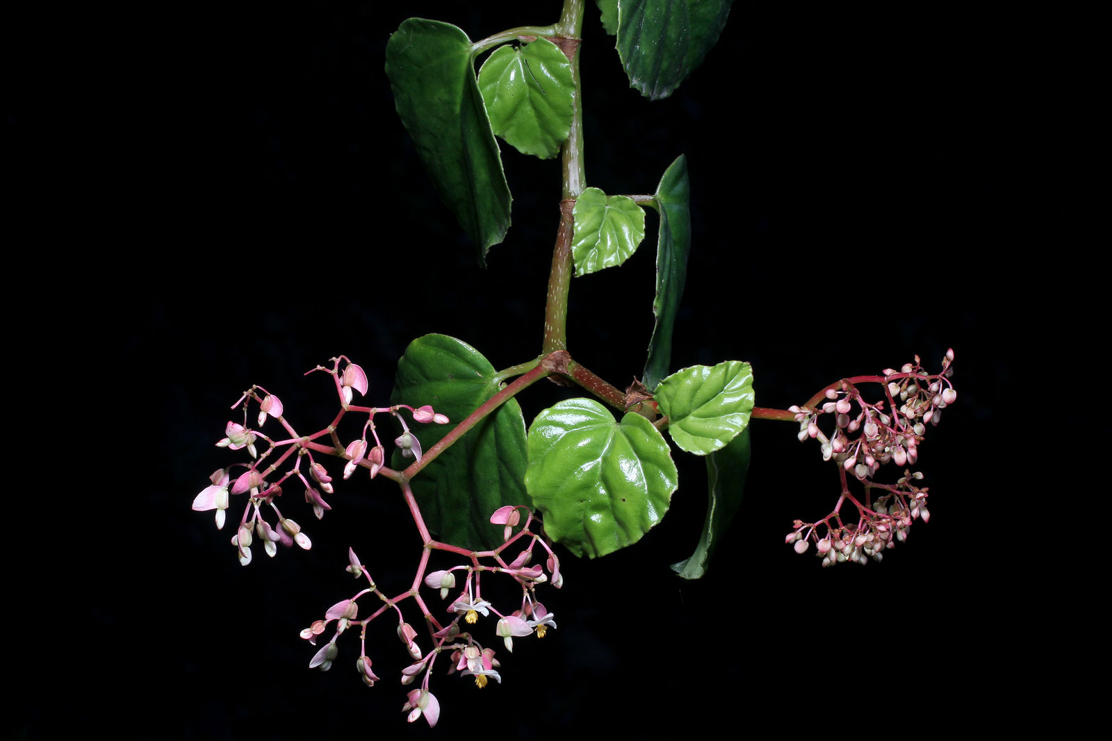 Begonia glabra Aubl. | Colombian Plants made accessible
