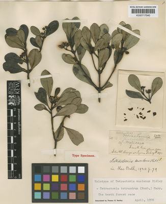 Kew Gardens K000717540:  Haviland, G.D. [2050] Malaysia