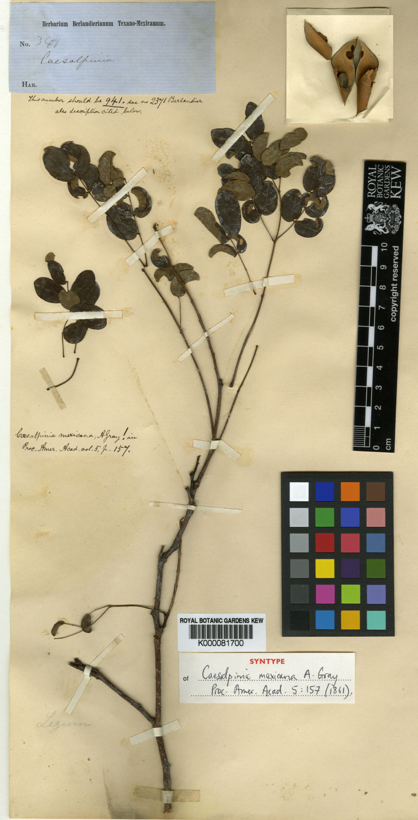 Erythrostemon mexicanus (Rose) Gagnon & G.P.Lewis | Plants of the World ...