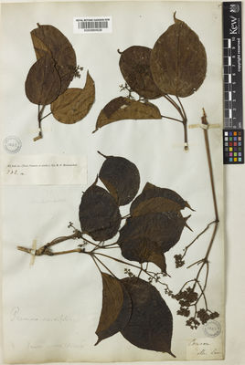 Kew Gardens K000884638:  Law [s.n.] India