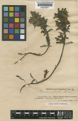 Kew Gardens K000708817:  Potanin, G.N. [s.n.] China