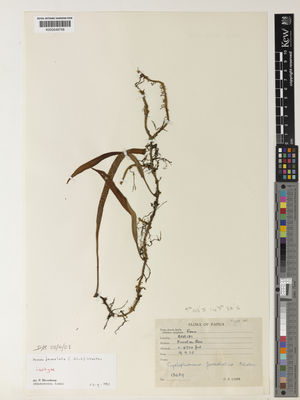 Kew Gardens K000548758:  Carr, C.E. [13039] Papua New Guinea