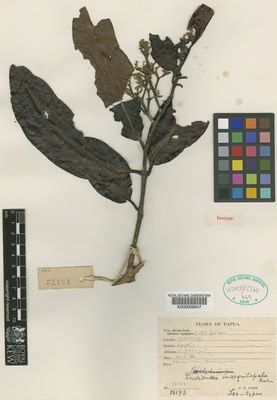 Kew Gardens K000009847:  Carr, C.E. [15172] Papua New Guinea