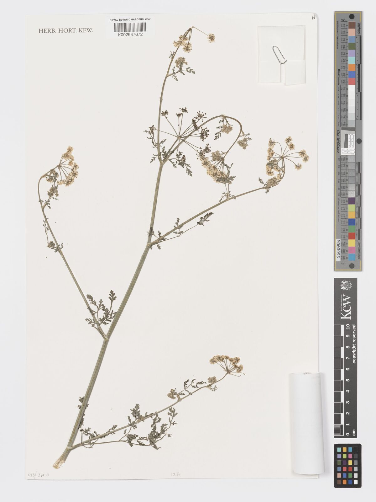 Conium sphaerocarpum