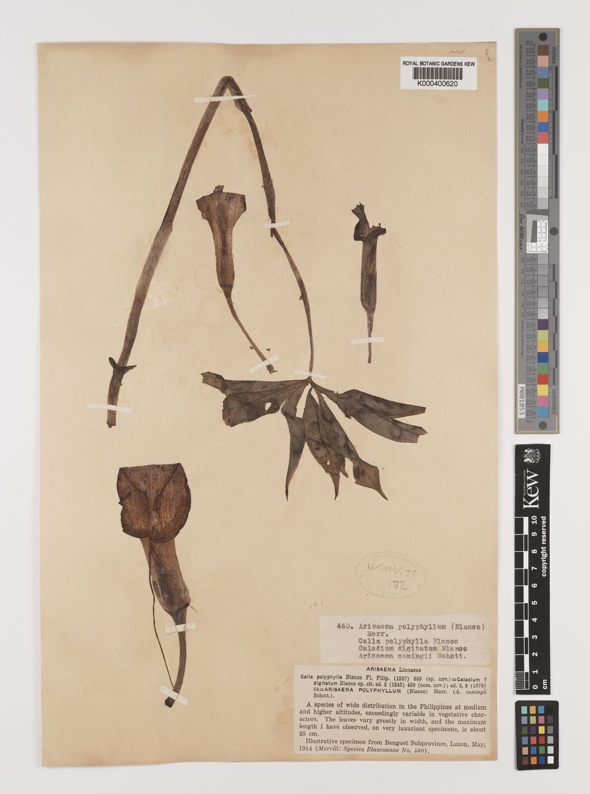 Kew Gardens K000400620:  Merrill [460] Philippines