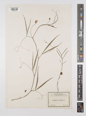 Lathyrus annuus L. | Plants of the World Online | Kew Science
