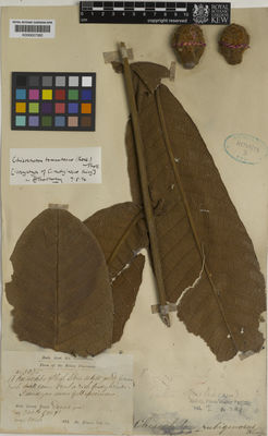 Kew Gardens K000657082:  King (Dr.)'s Collector [5095] Malaysia