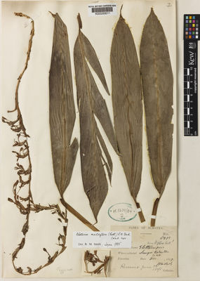 Kew Gardens K000255011:  Ridley, H.N. [8972] Indonesia