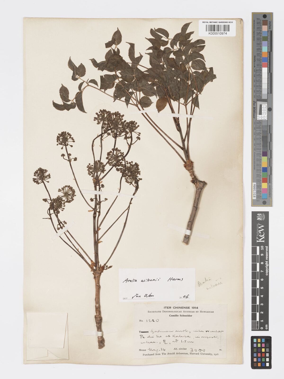 Aralia wilsonii