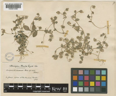 Kew Gardens K000814466:  Bourgeau, E. [s.n.] Turkey