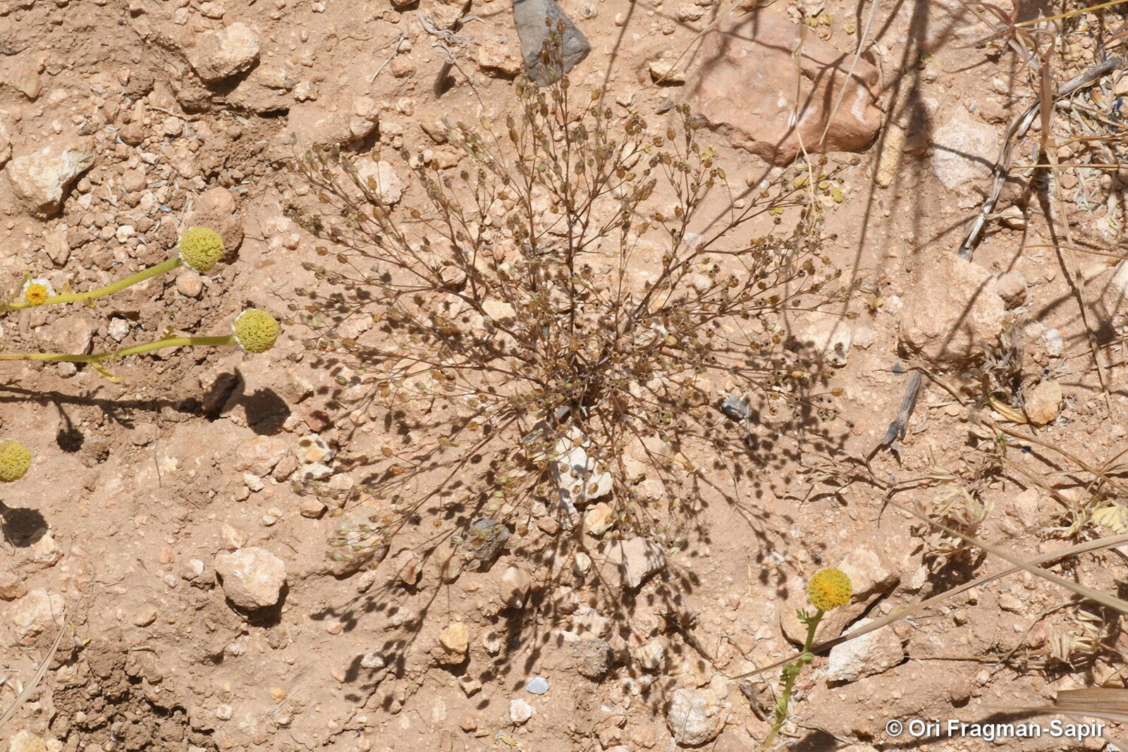 Sabulina tenuifolia subsp. tenuifolia | Plants of the World Online ...