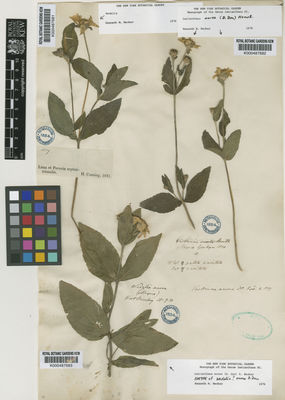 Kew Gardens K000487683:  [Barclay] [s.n.] Mexico