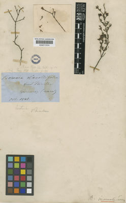 Kew Gardens K000717274:  Mueller, F.J.H.von [s.n.] Australia