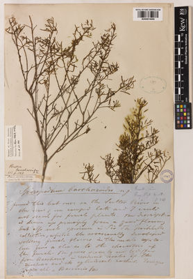 Kew Gardens K000974666:  s.coll. [s.n.] Australia