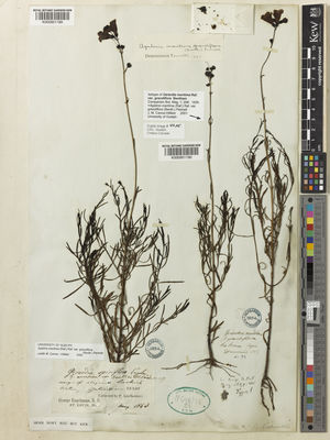 Kew Gardens K000951189:  Lindheimer, F.J. [s.n.] United States