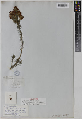 Kew Gardens K000858481:  Sturt, C. [s.n.] Australia