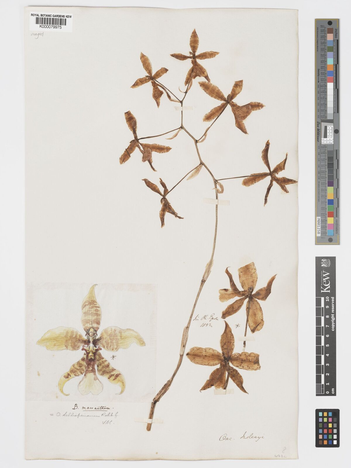 Kew Gardens K000079975:  Egerton, P. [s.n.] Mexico