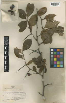 Kew Gardens K000758710:  Canby, W.M. [s.n.] United States