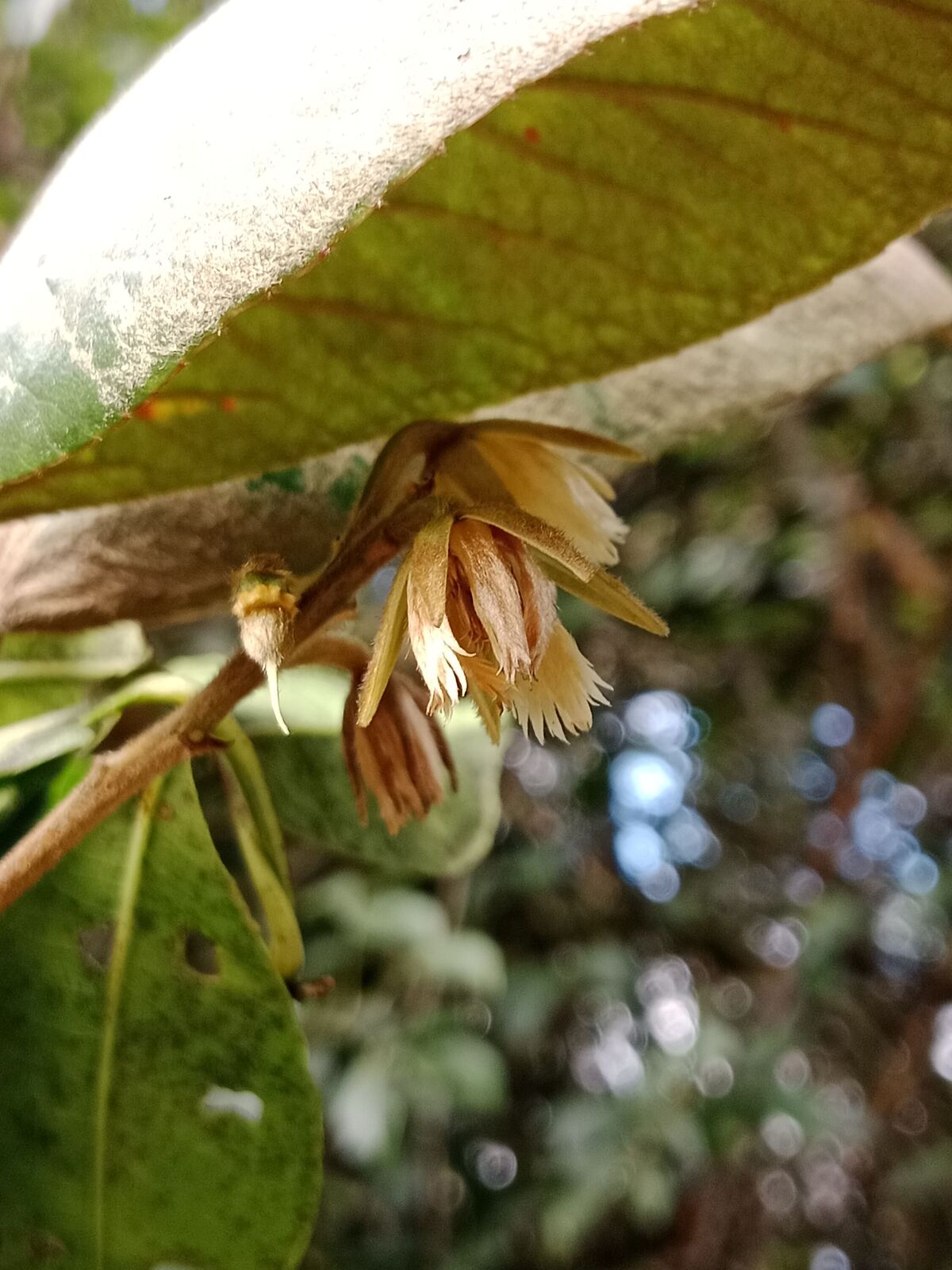 Elaeocarpus recurvatus