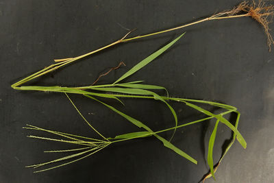 Digitaria bicornis (Lam.) Roem. & Schult. | Plants of the World Online ...