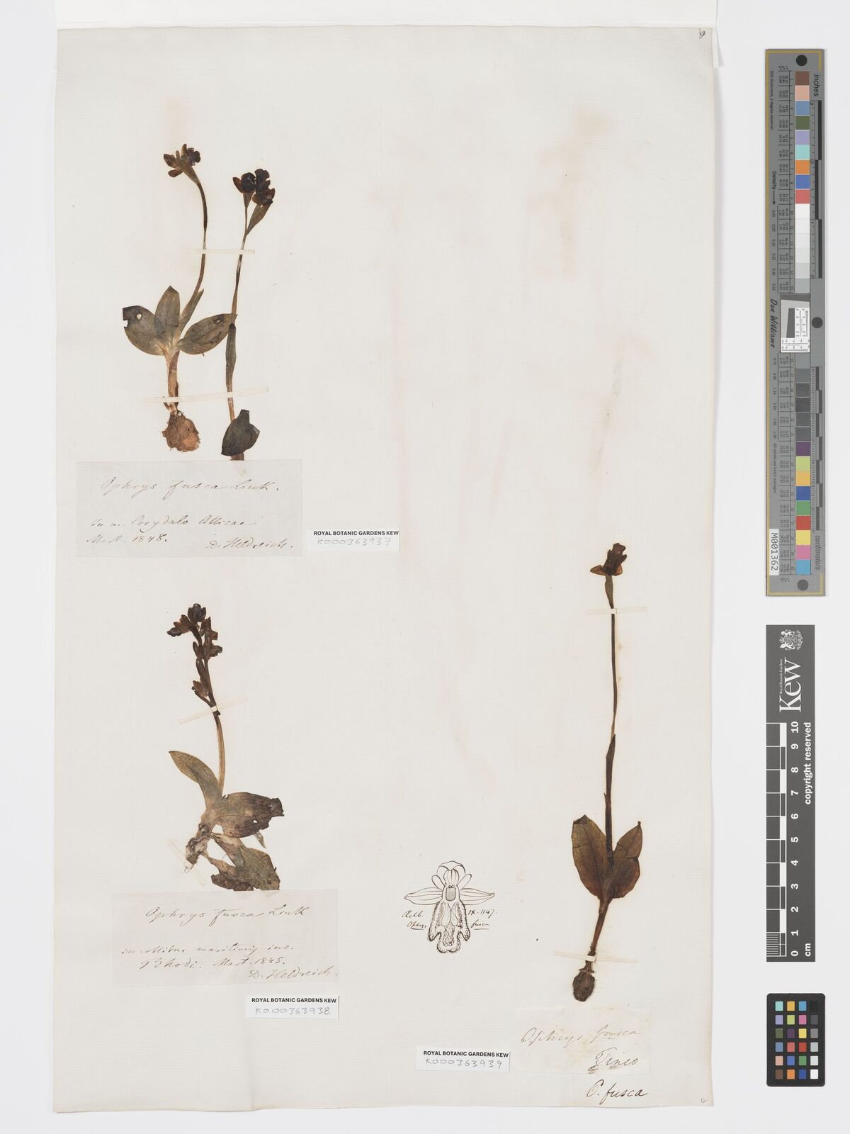 Kew Gardens K000363937:  Heldreich [s.n.] Greece