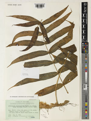 Kew Gardens K001044940:  Tagawa, M.; Iwatsuki, k.; Fukuoka, N. [1488] Thailand