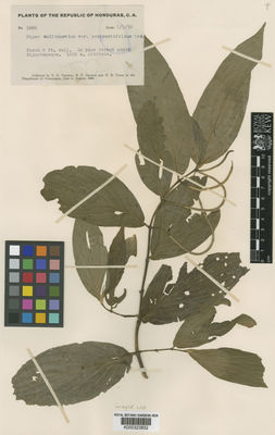 Kew Gardens K000323832:  Yuncker, T.G.; Dawson, R.F.; Youse, H.R. [5668] Honduras