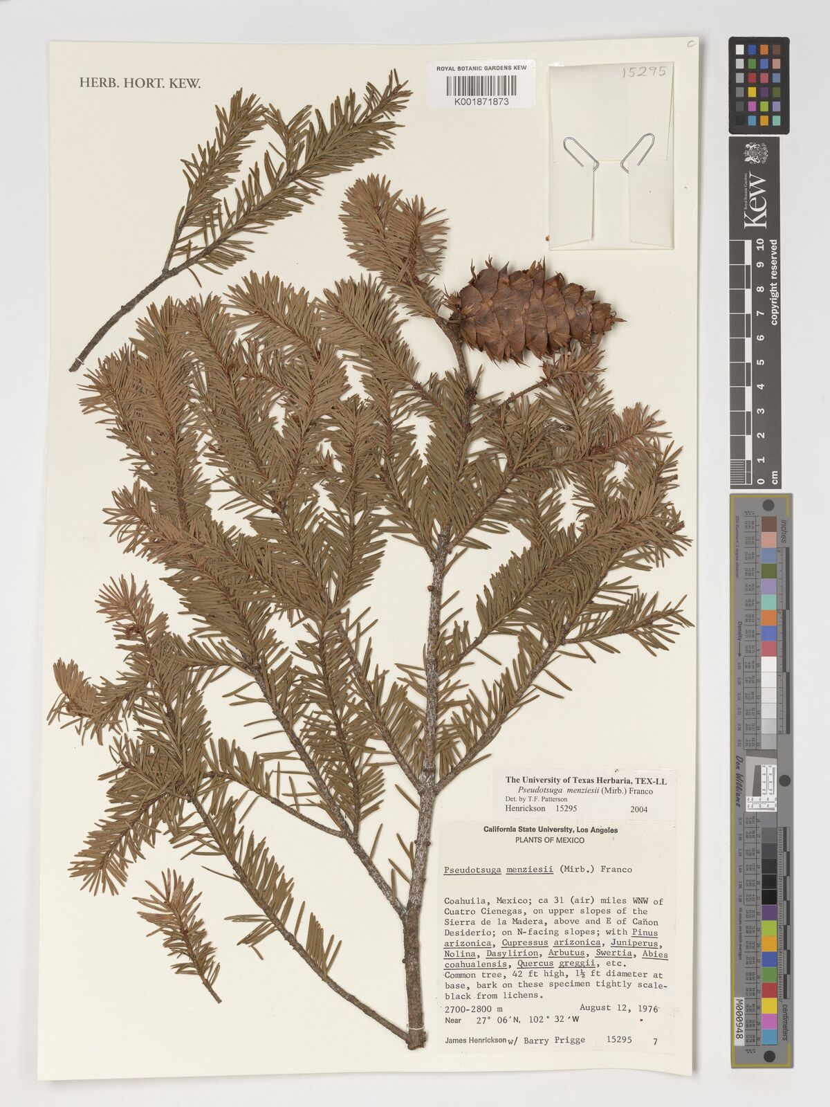 Pseudotsuga Menziesii Mirb Franco Plants Of The World Online Kew 
