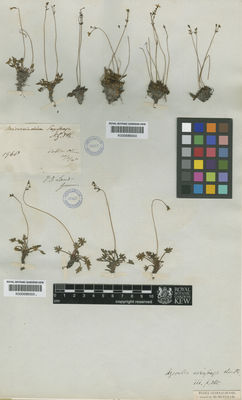 Kew Gardens K000686555:  Gunn, R.C. [s.n.] Australia