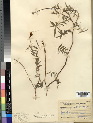 Kew Gardens K000262964:  Obermeyer, A.A.; Schweickerdt, H.G.W.J.; Verdoorn [73] South Africa