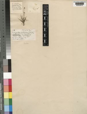 Kew Gardens K000346191:  Schinz, H. [859] Namibia