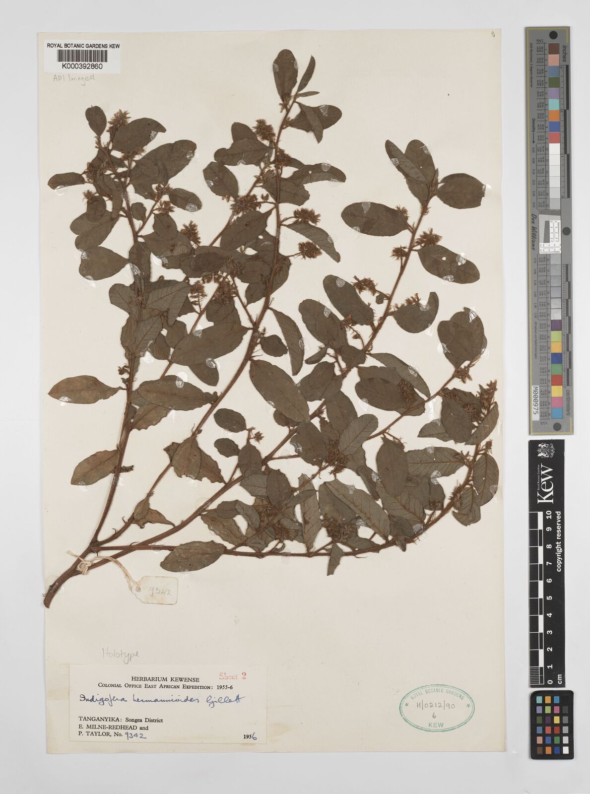 Kew Gardens K000392860:  Milne-Redhead, E.; Taylor, P. [9342] Tanzania