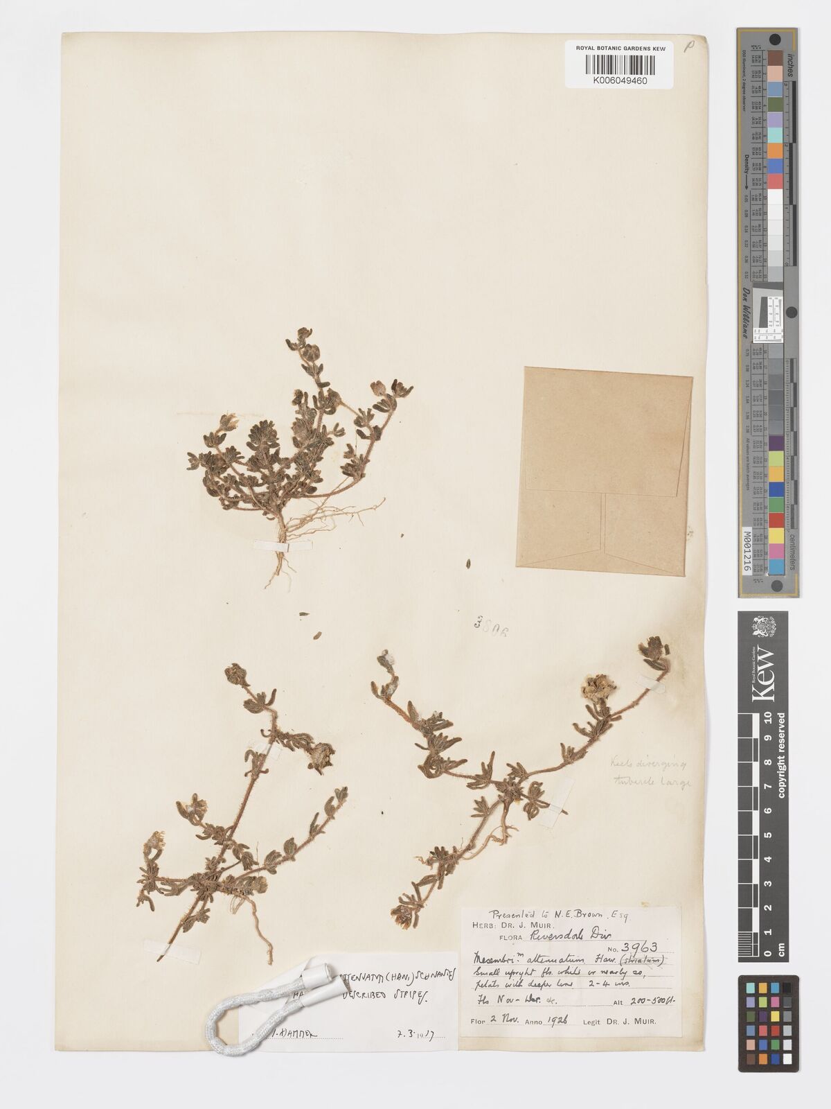 Drosanthemum attenuatum