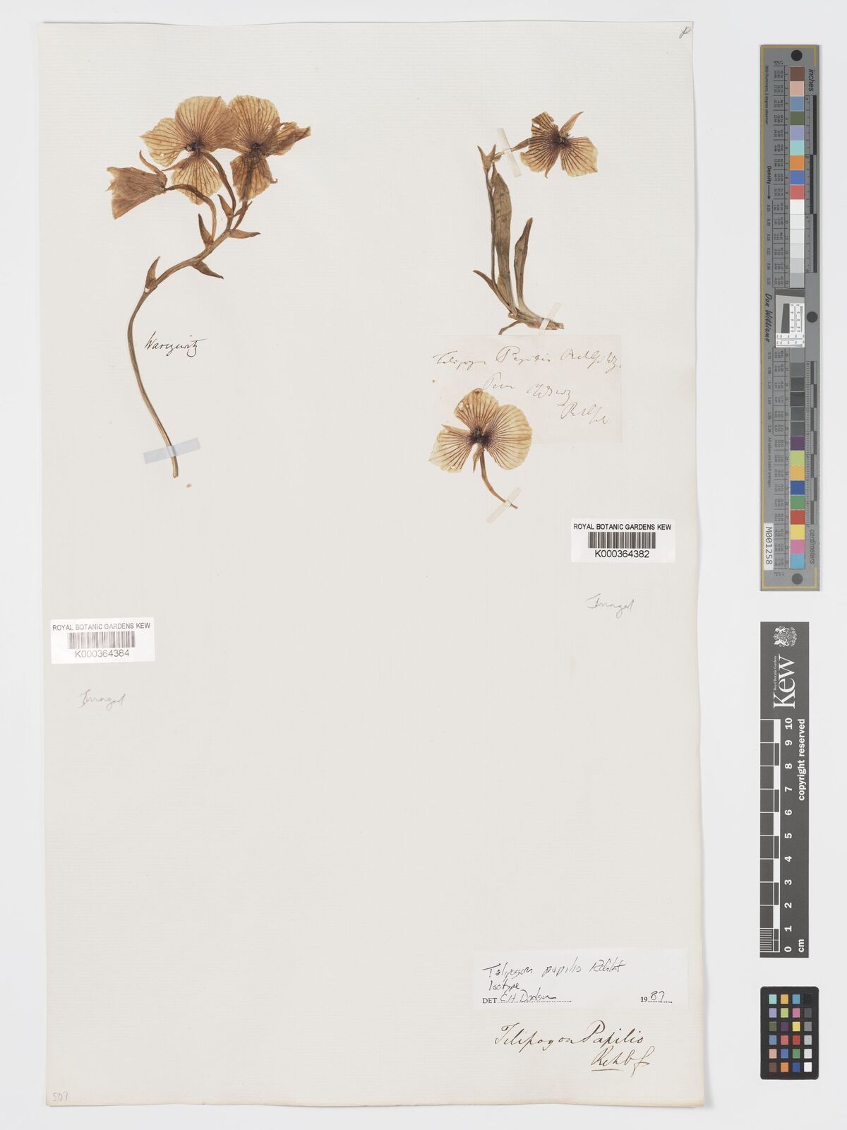 Kew Gardens K000364384:  Warzewitz [s.n.]
