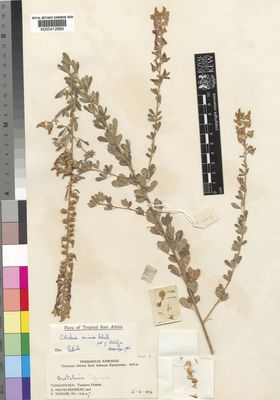 Kew Gardens K000412669:  Milne-Redhead, E.; Taylor, P. [10607] Tanzania