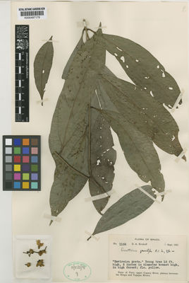 Kew Gardens K000487179:  Krukoff, B.A. [1156] Brazil