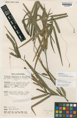 Kew Gardens K000574561:  Streimann, H.; Kairo, A. [s.n.] Papua New Guinea