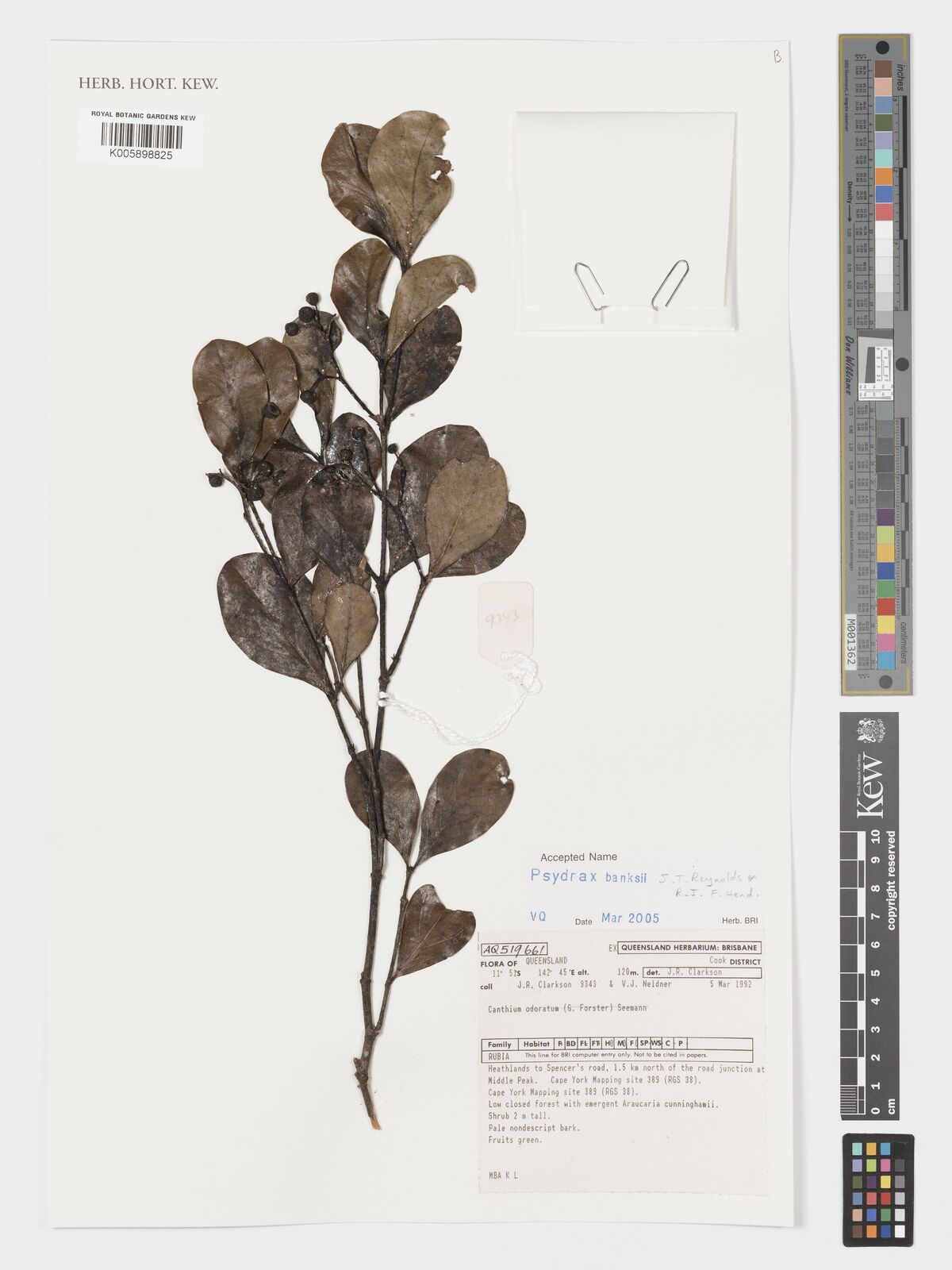 Psydrax banksii