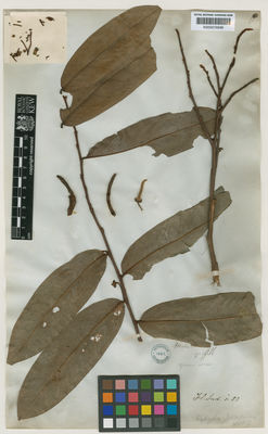 Kew Gardens K000574699:  Griffith [s.n.] Malaysia